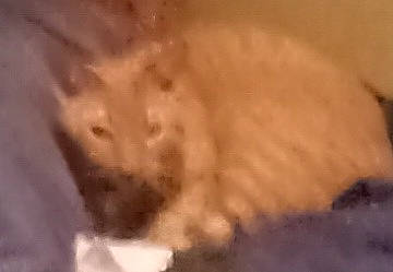 Tiny joined the competition — help win amazing prizes! carnivore, cat, dog_breed, fawn, felidae, fur, small_to_medium_sized_cats, snout, whiskers