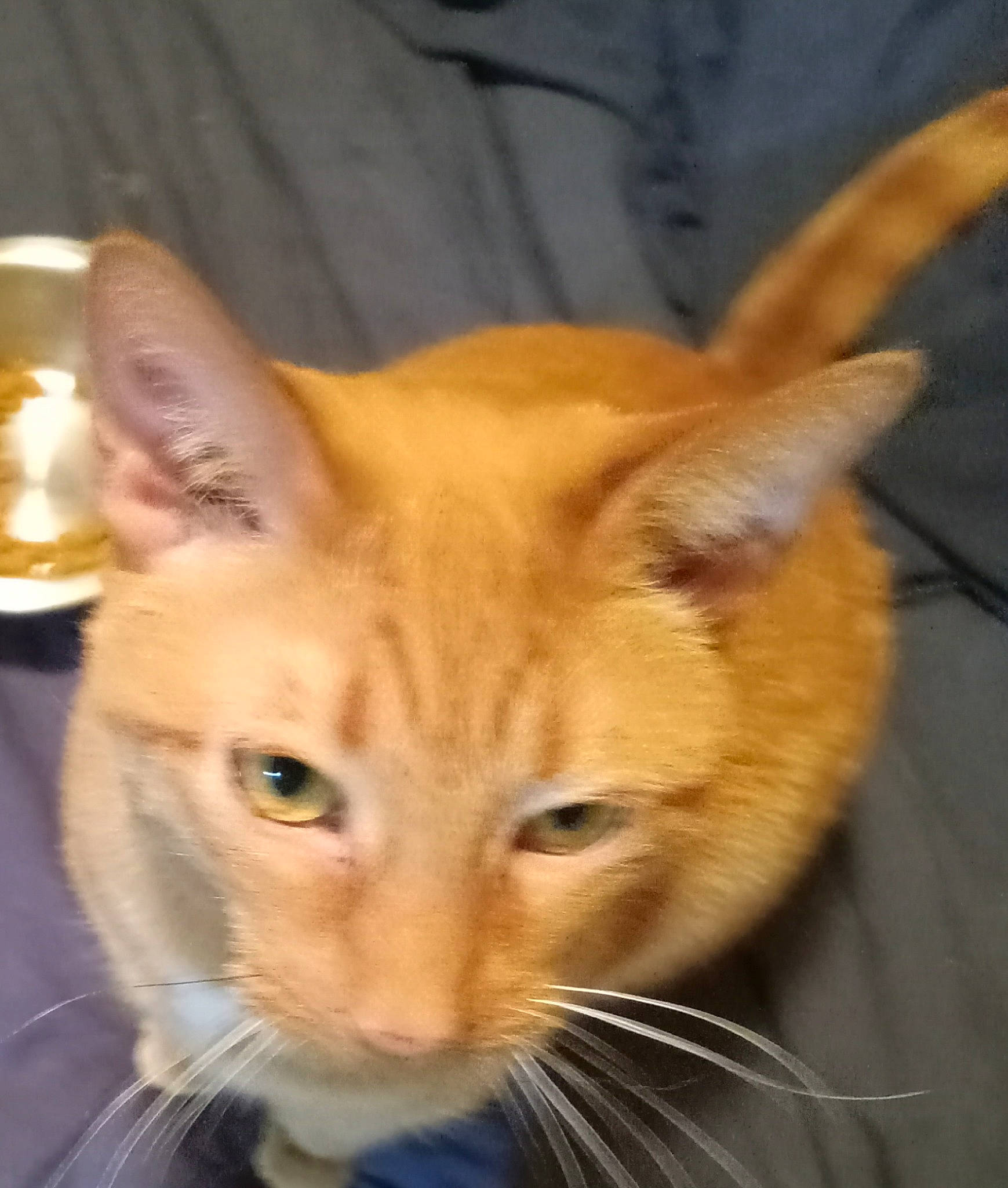 Tiny joined the competition — help win amazing prizes! carnivore, cat, domestic_short_haired_cat, eye, fawn, felidae, fur, small_to_medium_sized_cats, snout, tail, terrestrial_animal, whiskers