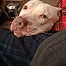 Caz joined the competition — help win amazing prizes! dog, close_up, white_dog, pet, animal, indoor, blanket, fabric, resting, sleepy, cozy, fur, muzzle, nostrils, soft_lighting, carpet, home, comfort, plaid, relaxed
