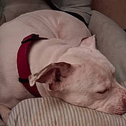 Caz is registered to the contest to win money with this photo: dog, white_dog, sleeping, resting, harness, indoor, cozy, pillow, striped, relaxed, pet, animal, close_up, fur, ears, snout, calm, comfort, bed, quiet
