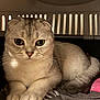 cat, scottish_fold, pet, animal, feline, indoor, close_up, cozy, crate, carrier, soft_lighting, fur, whiskers, paws, relaxed, cute, domestic, eyes, toy, resting