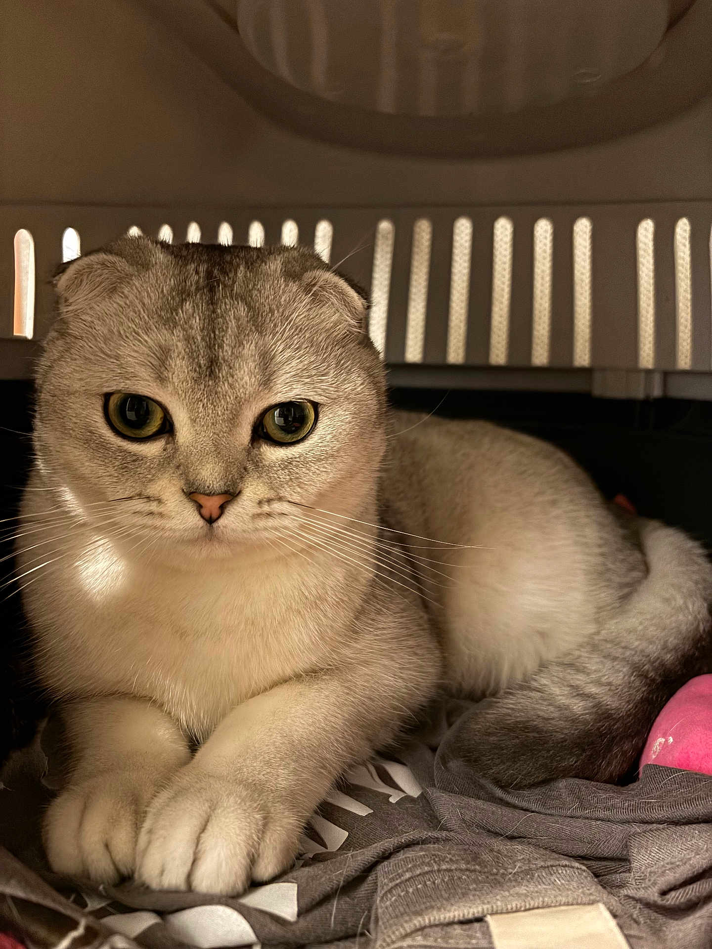 Nao participe au concours pour gagner de l'argent avec cette photo : cat, scottish_fold, pet, animal, feline, indoor, close_up, cozy, crate, carrier, soft_lighting, fur, whiskers, paws, relaxed, cute, domestic, eyes, toy, resting