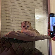Nao a rejoint le concours — aidez-le/la à gagner de superbes lots ! cat, scottish_fold, window, hammock, pet, indoor, reflection, phone, curious, animal, feline, cozy, light, blinds, relaxing, resting, home, domestic, cute, portrait