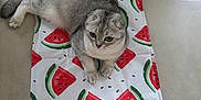 Nao participe au concours pour gagner de l'argent avec cette photo : cat, scottish_fold, gray_cat, white_cat, watermelon_pattern, mat, floor, tile_floor, pet, animal, cute, indoor, resting, lying_down, curious, ears, whiskers, paws, feline, domestic_cat