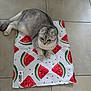 cat, scottish_fold, gray_cat, white_cat, watermelon_pattern, mat, floor, tile_floor, pet, animal, cute, indoor, resting, lying_down, curious, ears, whiskers, paws, feline, domestic_cat