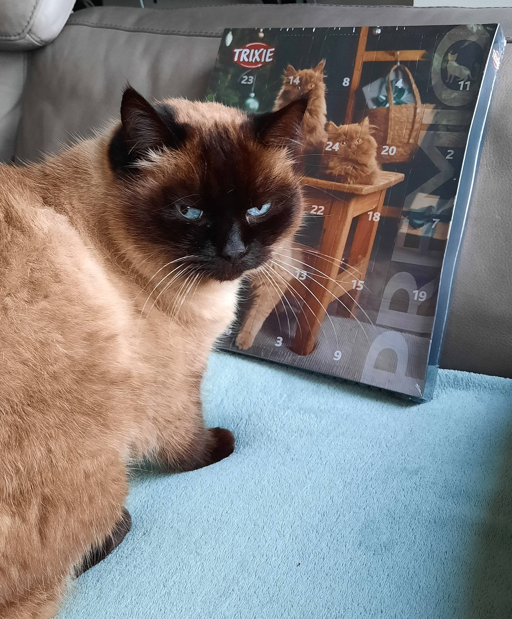 Blanchette participe au concours pour gagner de l'argent avec cette photo : balinese, birman, box, brown, carnivore, cat, domestic_short_haired_cat, fawn, felidae, flooring, fur, paw, rectangle, shipping_box, siamese, small_to_medium_sized_cats, snout, tail, thai, whiskers