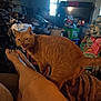 animal, blanket, boxes, candle, cat, clutter, curtains, fabric, fur, furniture, household_items, indoor, legs, orange_tabby, pet, room, tail, television, towel, window