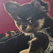 Louky participe au concours pour gagner de l'argent avec cette photo : puppy, dog, small_dog, black_and_tan, fluffy, long_hair, pointed_ears, brown_eyes, pet, collar, harness, sitting, indoor, portrait, close_up, dramatic_lighting, ceiling_light, red_background, couch, cute