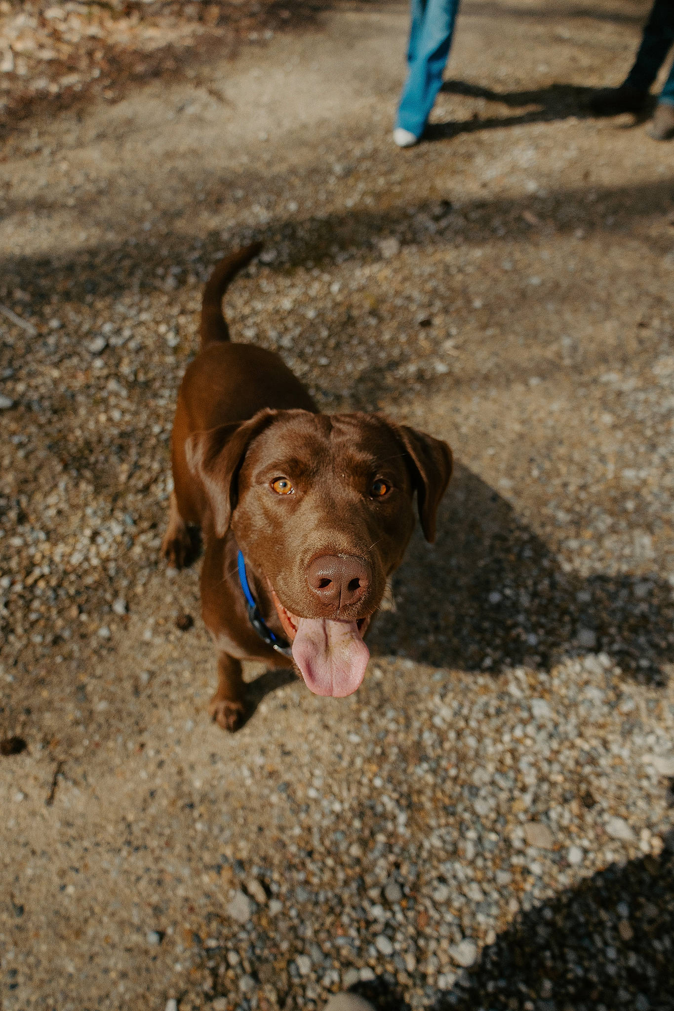 Romeo joined the competition — help win amazing prizes! beach, canidae, carnivore, dog, dog_breed, fawn, hunting_dog, liver, paw, road_surface, sand, soil, sporting_group, terrestrial_animal, working_animal