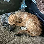 Oslo a rejoint le concours — aidez-le/la à gagner de superbes lots ! animal, blanket, brown, clothing, cozy, curled_up, cute, dog, fur, indoor, nap, pet, plush_toy, puppy, resting, sleeping, soft, tail, tan, young_dog