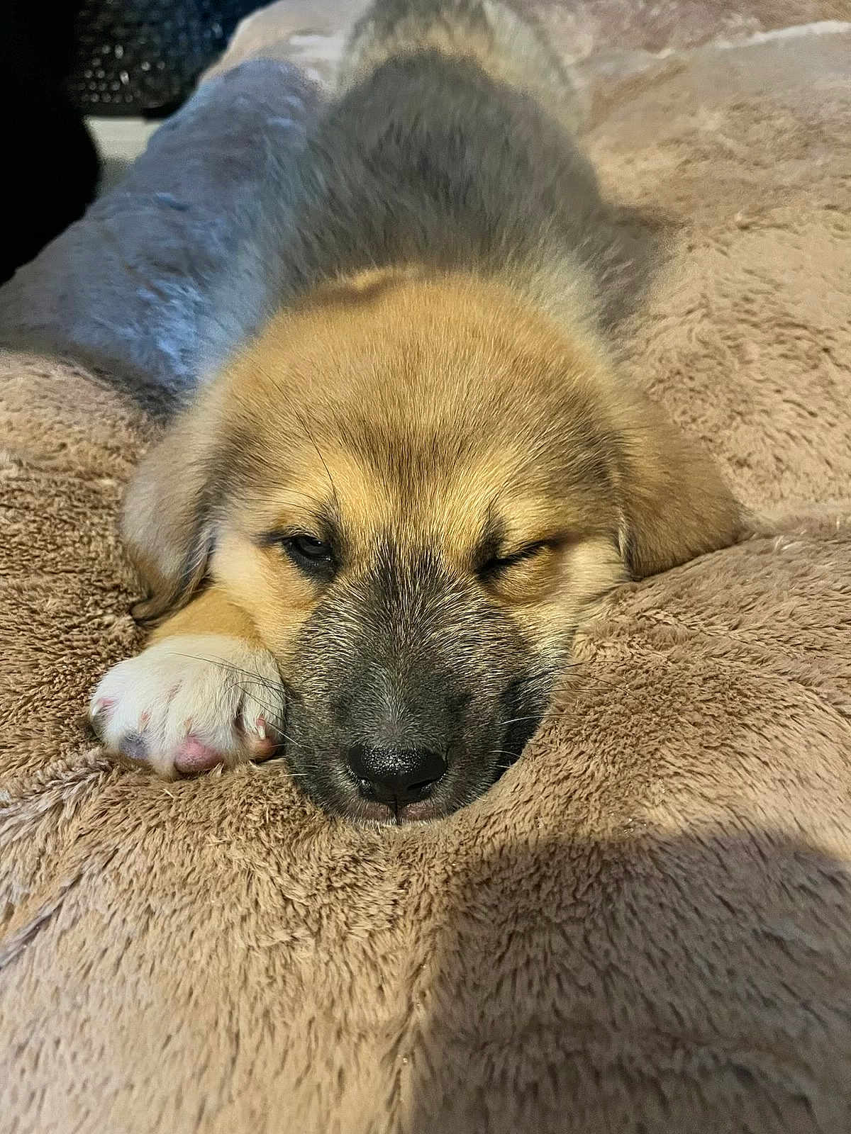Oslo participe au concours pour gagner de l'argent avec cette photo : puppy, dog, sleeping, paw, blanket, fur, cute, pet, cozy, indoors, closeup, winking, animal, resting, soft, young, canine, relaxed, face, napping