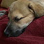 Oslo a rejoint le concours — aidez-le/la à gagner de superbes lots ! puppy, dog, sleeping, close_up, fur, nose, ear, blanket, maroon, cozy, resting, pet, animal, cute, soft, indoors, relaxed, face, snout, young