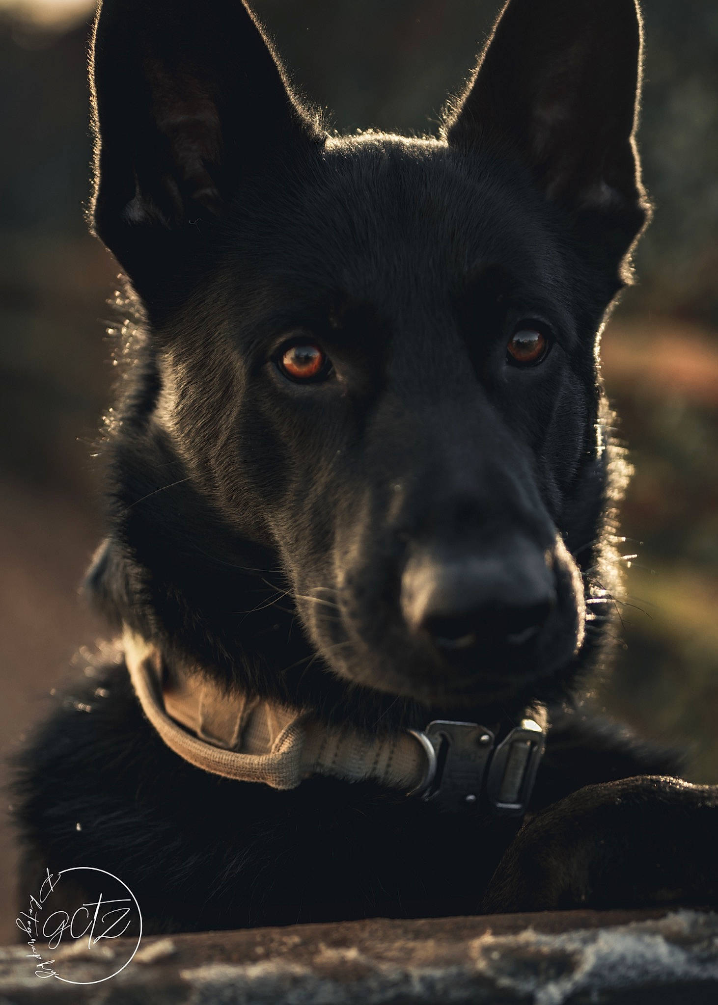 Cyrus joined the competition — help win amazing prizes! bicycle, canidae, carnivore, collar, companion_dog, darkness, dog, dog_breed, dog_collar, dog_supply, electric_blue, eye, fur, non_sporting_group, snout, sporting_group, whiskers, working_animal, working_dog