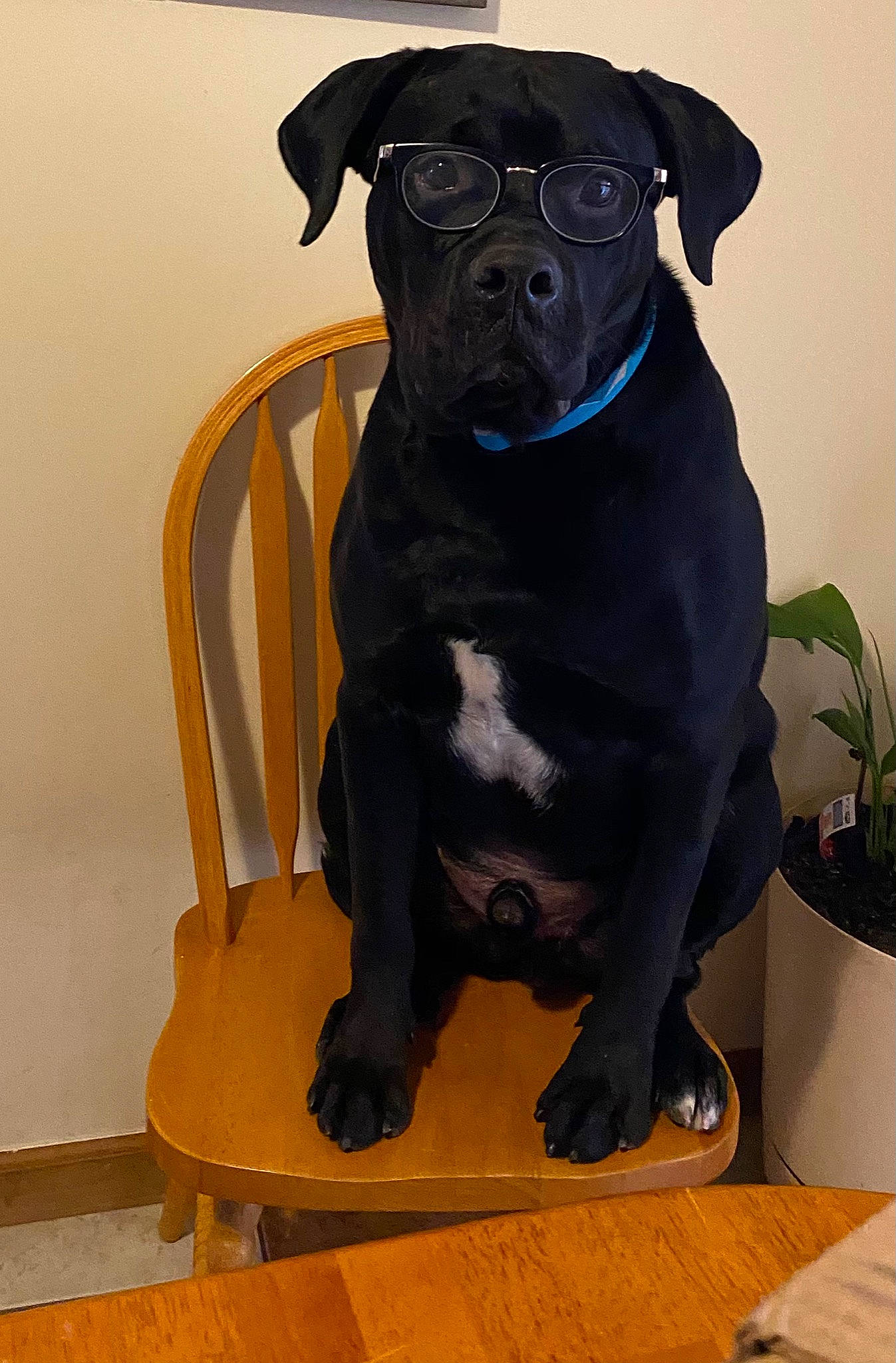 Gio joined the competition — help win amazing prizes! canidae, carnivore, collar, companion_dog, dog, dog_breed, dog_collar, fawn, flowerpot, houseplant, non_sporting_group, pet_supply, snout, sporting_group, working_animal, working_dog