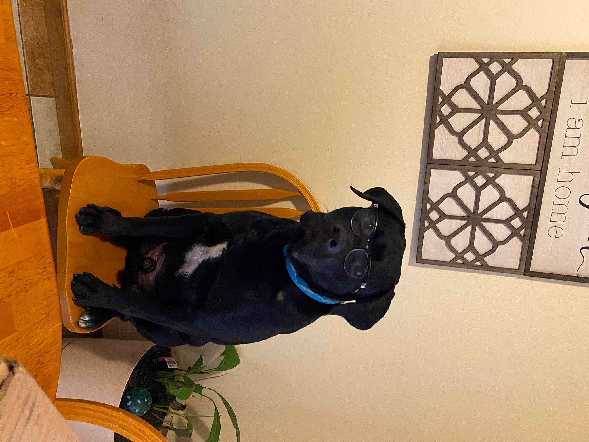 Gio is registered to the contest to win money with this photo: carnivore, collar, companion_dog, dog, dog_breed, dog_collar, dog_supply, pet_supply, plywood, sporting_group, working_animal
