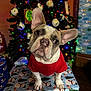 dog, french_bulldog, red_shirt, gift_box, christmas_tree, christmas_lights, ornaments, holiday, indoor, festive, wrapped_presents, wood_floor, decorations, cute, pet, animal, portrait, holiday_season, christmas, cozy
