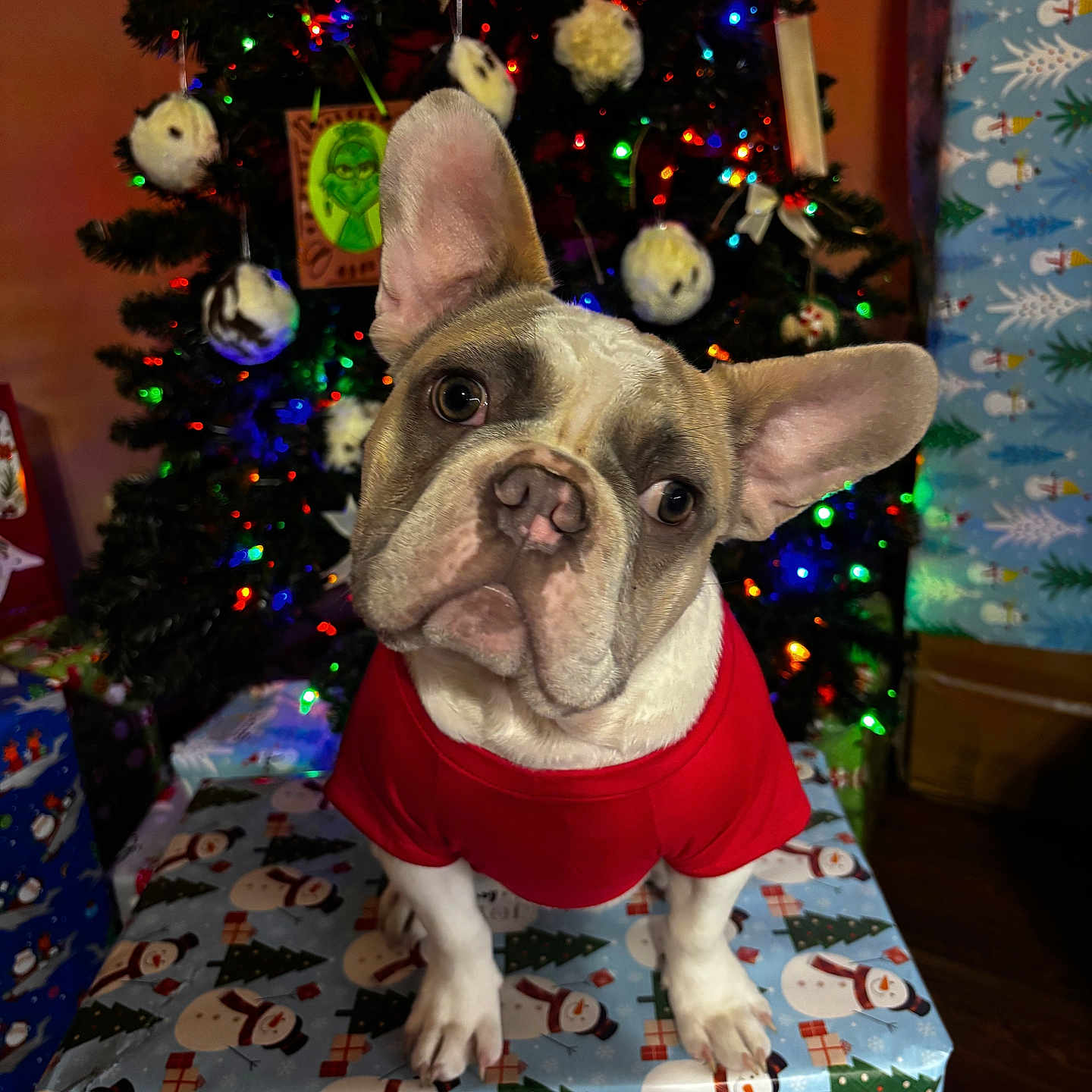 Beaux joined the competition — help win amazing prizes! animal, christmas, christmas_lights, christmas_tree, cozy, cute, decorations, dog, festive, french_bulldog, gift_box, holiday, holiday_season, indoor, ornaments, pet, portrait, red_shirt, wood_floor, wrapped_presents