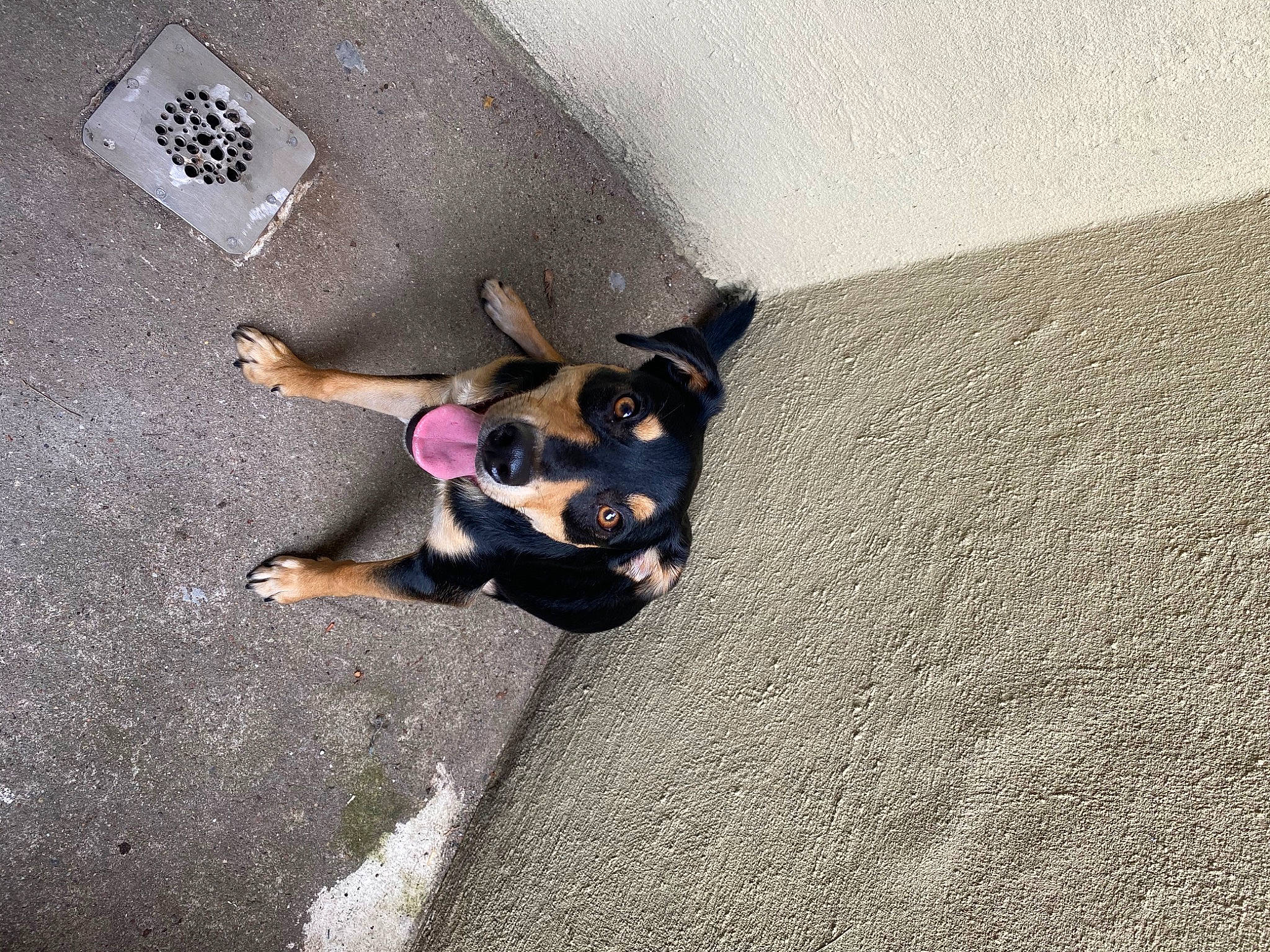 Dusty is registered to the contest to win money with this photo: asphalt, canidae, carnivore, companion_dog, dog, dog_breed, fashion_accessory, fawn, floor, flooring, grey, guard_dog, leash, paw, road_surface, shadow, sporting_group, tail, tints_and_shades, toy_dog