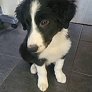 Tony joined the competition — help win amazing prizes! puppy, dog, black_and_white, indoor, floor, tile, cute, pet, animal, young, fur, sitting, looking, ears, nose, whiskers, adorable, companion, domestic, canine