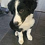 puppy, dog, black_and_white, indoor, floor, tile, cute, pet, animal, young, fur, sitting, looking, ears, nose, whiskers, adorable, companion, domestic, canine