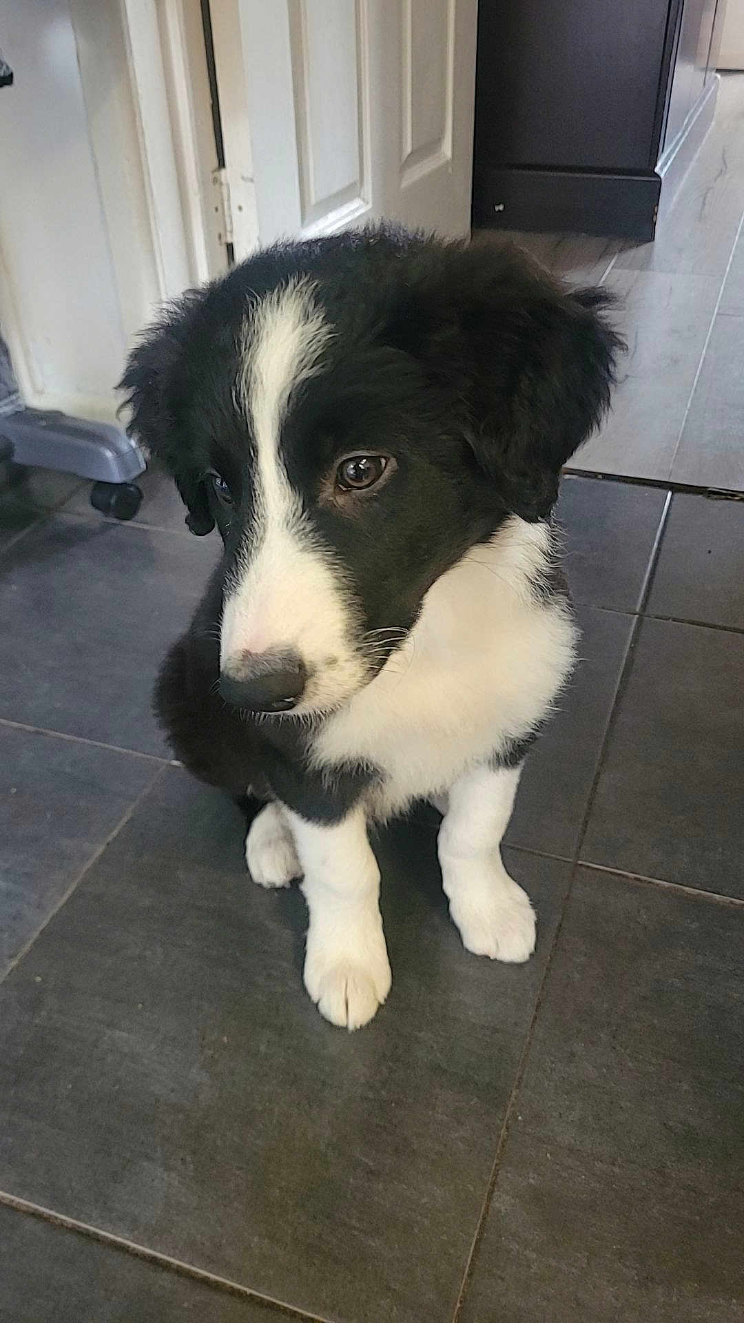 Tony joined the competition — help win amazing prizes! puppy, dog, black_and_white, indoor, floor, tile, cute, pet, animal, young, fur, sitting, looking, ears, nose, whiskers, adorable, companion, domestic, canine