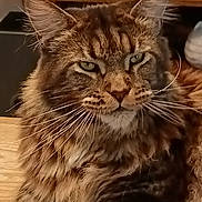 Temenos participe au concours pour gagner de l'argent avec cette photo : animal, cat, closeup, cute, domestic, ears, eyes, face, feline, fluffy, fur, indoor, longhair, mammal, pet, portrait, relaxed, resting, tabby, whiskers