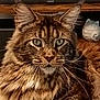 animal, background, brown, cat, ceramic_figurine, closeup, cozy, cute, domestic_cat, ears, eyes, feline, fluffy, fur, indoor, pet, portrait, tabby, whiskers