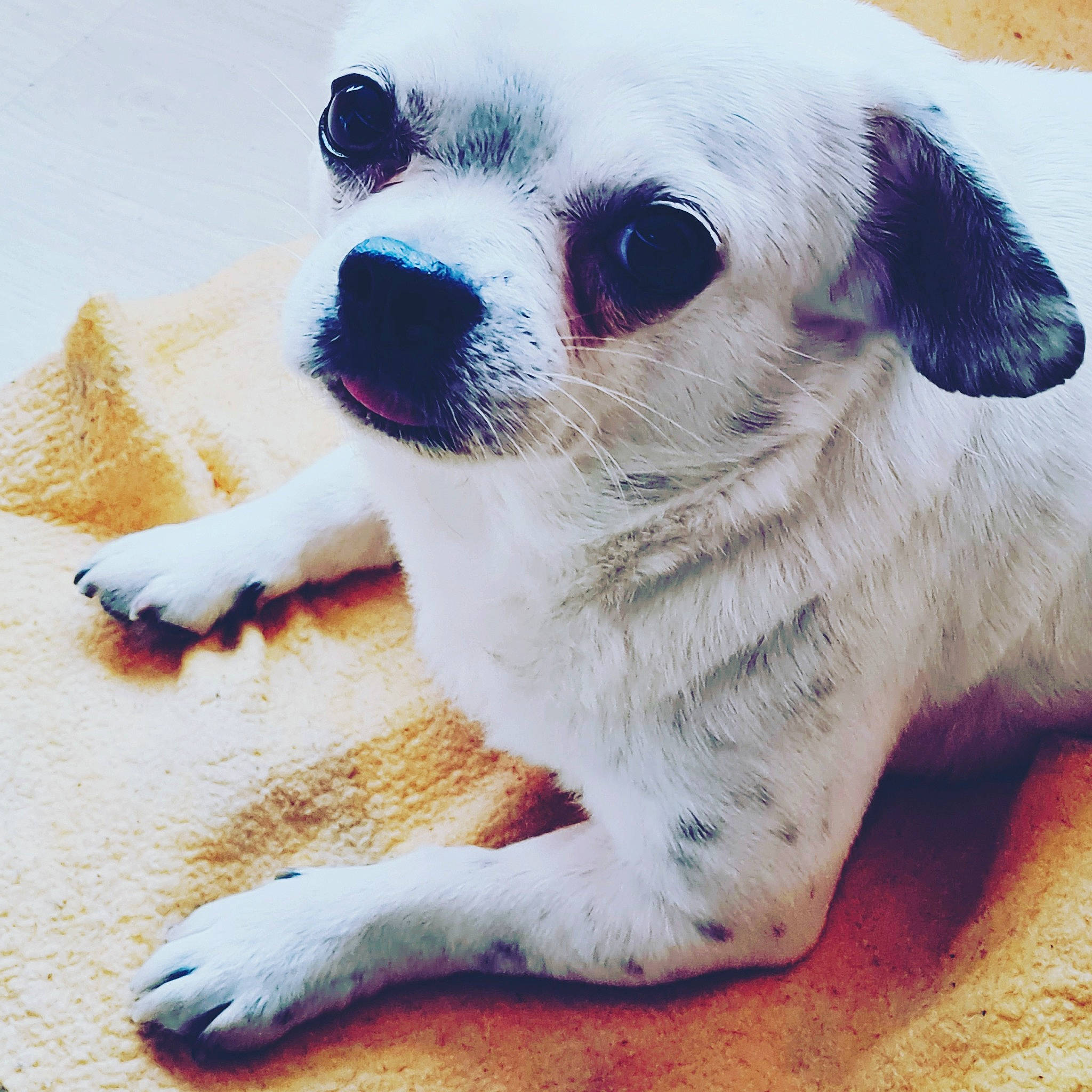 Kenzo participe au concours pour gagner de l'argent avec cette photo : canidae, carnivore, comfort, companion_dog, dog, dog_breed, eye, fawn, foot, fur, non_sporting_group, paw, plant, puppy, sporting_group, terrestrial_animal, toy_dog, whiskers, working_animal