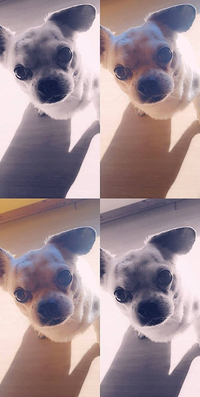 Kenzo participe au concours pour gagner de l'argent avec cette photo : blue, carnivore, companion_dog, dog, dog_breed, ear, fawn, gesture, jaw, mammal, nose, organ, photo_caption, photograph, snapshot, snout, vertebrate, whiskers, white, working_animal