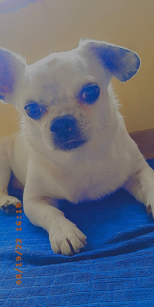 Kenzo a rejoint le concours — aidez-le/la à gagner de superbes lots ! ancient_dog_breeds, art, bicycle, canidae, carnivore, companion_dog, corgi_chihuahua, dog, dog_breed, electric_blue, fawn, fur, non_sporting_group, pattern, paw, snout, terrestrial_animal, toy_dog, whiskers, working_animal