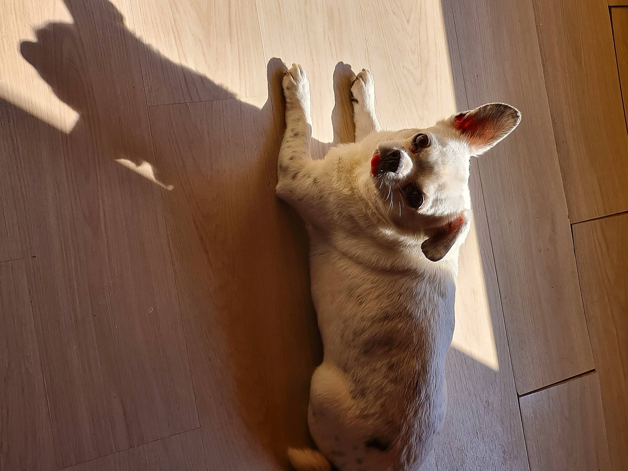 Kenzo a rejoint le concours — aidez-le/la à gagner de superbes lots ! canidae, carnivore, companion_dog, dog, dog_breed, fawn, felidae, foot, fur, glasses, marsupial, paw, small_to_medium_sized_cats, snout, sporting_group, tail, terrestrial_animal, whiskers, wood, working_animal