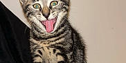 Smoky a rejoint le concours — aidez-le/la à gagner de superbes lots ! kitten, cat, tabby, playful, tongue_out, sitting, fur, pet, animal, cute, striped, indoor, young, whiskers, ears, eyes, black_background, adorable, feline, small