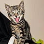 kitten, cat, tabby, playful, tongue_out, sitting, fur, pet, animal, cute, striped, indoor, young, whiskers, ears, eyes, black_background, adorable, feline, small