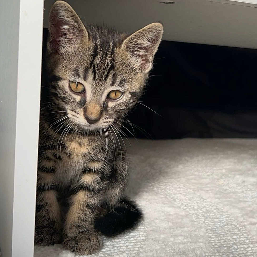 Smoky participe au concours pour gagner de l'argent avec cette photo : animal, carpet, cat, curious, cute, ears, feline, fur, furniture, indoor, kitten, pet, shadow, sitting, small, tabby, texture, whiskers, white, young