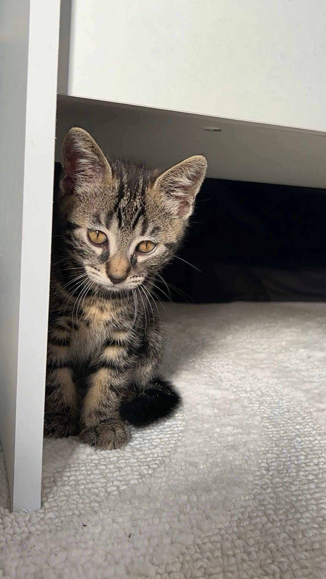 Smoky participe au concours pour gagner de l'argent avec cette photo : kitten, cat, tabby, pet, animal, feline, curious, indoor, carpet, white, texture, ears, whiskers, young, cute, small, fur, sitting, shadow, furniture