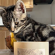 Smoky a rejoint le concours — aidez-le/la à gagner de superbes lots ! kitten, cat, tabby, candle, sweet_coconut, flower_drawing, kitchen, remote_control, table, wooden_cabinets, curious, pet, indoor, close_up, household, domestic_animal, whiskers, gray_black_stripes, soft_light, background_blur