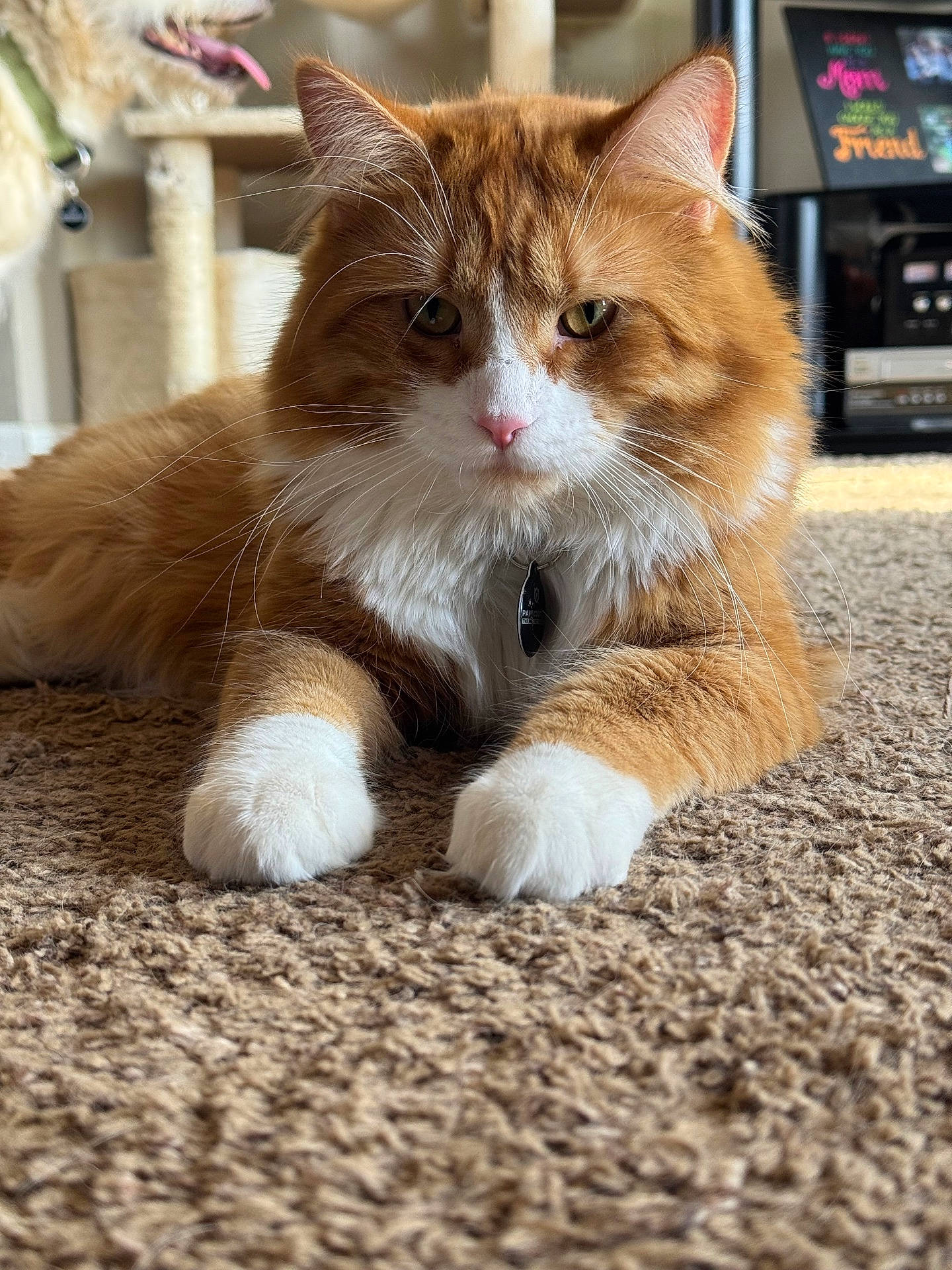 Loki