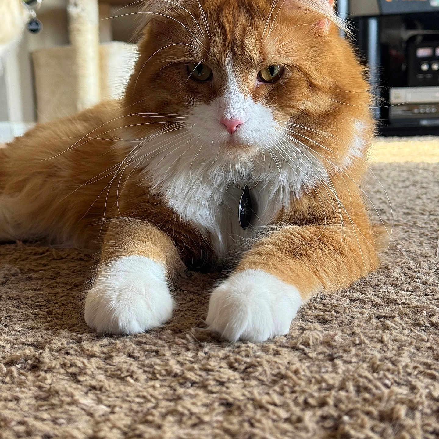 Loki