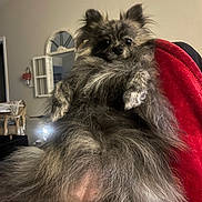 Mokolini is registered to the contest to win money with this photo: dog, fluffy, indoor, pet, blanket, red_blanket, fur, cute, small_dog, relaxing, living_room, furniture, decor, curious_eyes, canine, animal, domestic, mammal, cozy, portrait