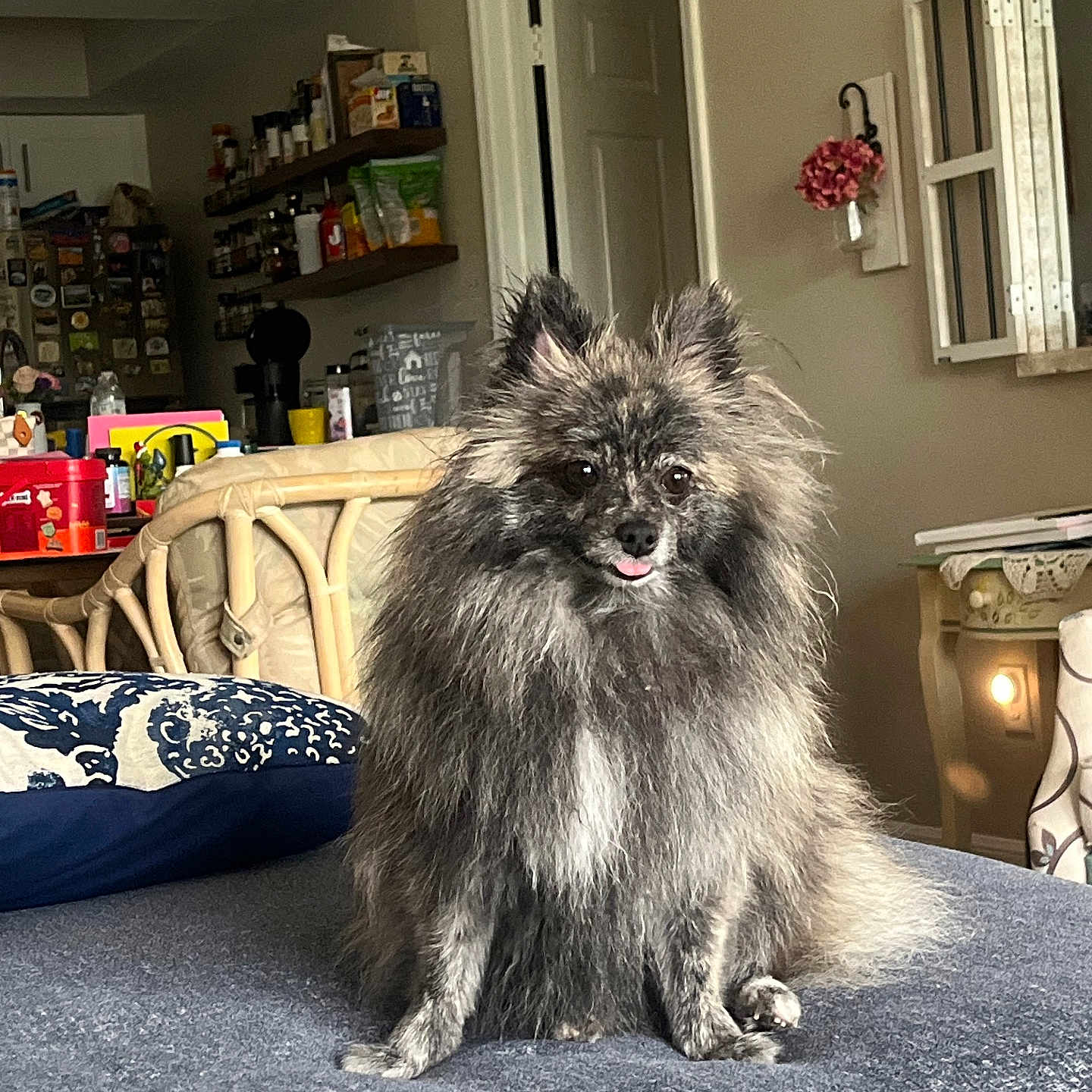 Mokolini is registered to the contest to win money with this photo: animal, bed, blanket, chair, cozy, cute, dog, door, fluffy, food_items, furniture, home, indoor, kitchen, pet, pillow, shelf, table, tongue_out, wall_decoration