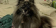 Mokolini joined the competition — help win amazing prizes! dog, pomeranian, fluffy, bed, blanket, pillow, indoor, pet, fur, animal, cute, small_dog, looking, ears, face, resting, cozy, home, furniture, textile