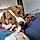 Alfie