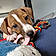 Alfie