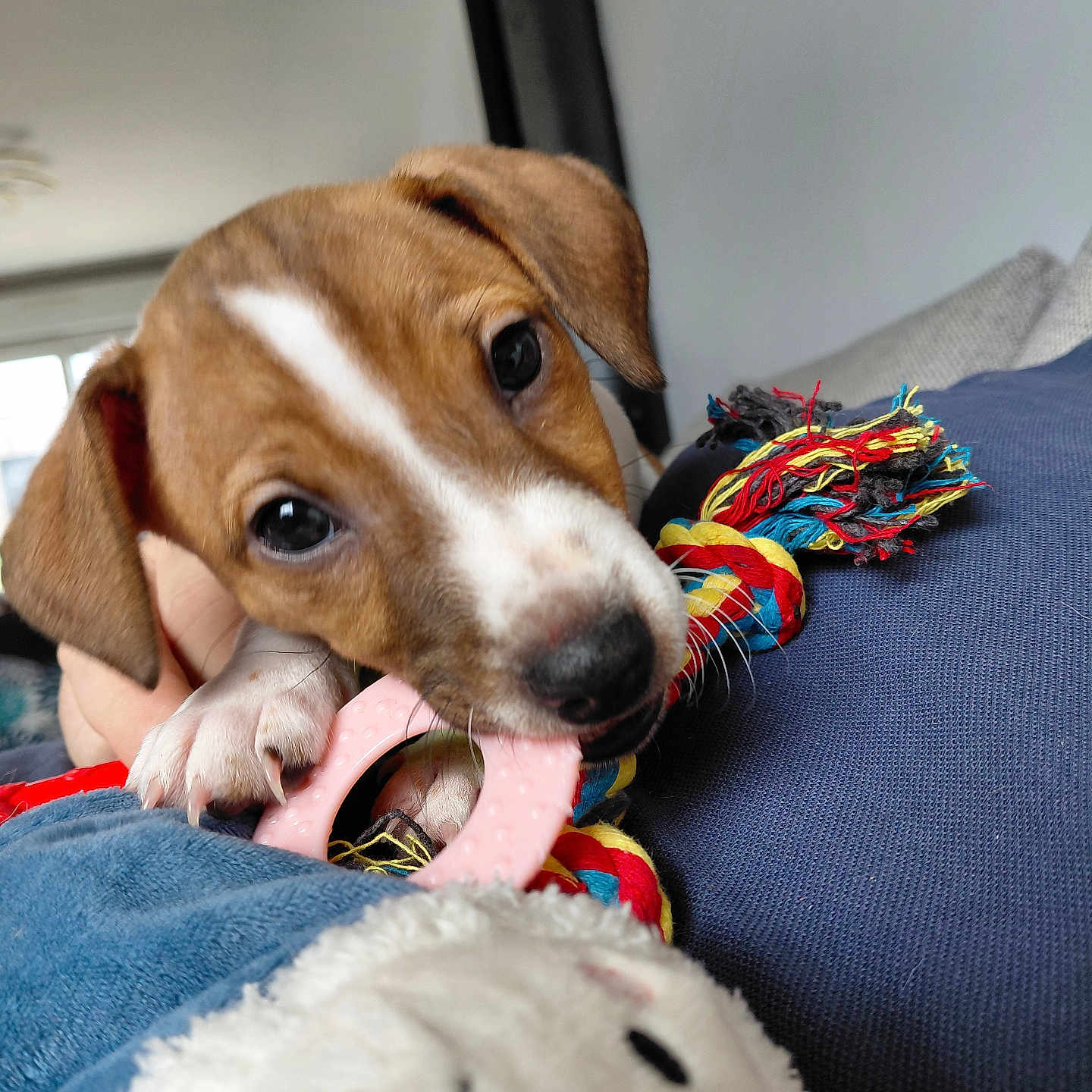 Alfie a rejoint le concours — aidez-le/la à gagner de superbes lots ! puppy, dog, brown_and_white, pet, animal, close_up, portrait, chew_toy, rope_toy, stuffed_animal, couch, indoor, home, blue_fabric, floppy_ears, black_nose, brown_eyes, white_markings, playful, cute