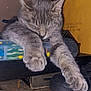 Higgintoot joined the competition — help win amazing prizes! cat, gray_tabby, sleeping, paws, plastic_container, floor, shoes, yellow_envelope, indoor, relaxed, pet, feline, cozy, napping, clutter, domestic, fur, whiskers, resting, cute