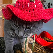 Higgintoot joined the competition — help win amazing prizes! cat, gray_cat, crocheted_hat, red_hat, indoor, pet, animal, whiskers, close_up, feline, cute, patterned_surface, ears, fur, domestic_cat, looking_down, knitted, yarn, cozy, home