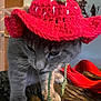 cat, gray_cat, crocheted_hat, red_hat, indoor, pet, animal, whiskers, close_up, feline, cute, patterned_surface, ears, fur, domestic_cat, looking_down, knitted, yarn, cozy, home