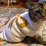 Nala joined the competition — help win amazing prizes! animal, cat, clothing, cozy, curious, cute, domestic_cat, floor, fur, indoor, knitwear, patterned_rug, pet, portrait, rug, sitting, sweater, tabby, whiskers, wide_eyes