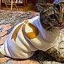 animal, cat, clothing, cozy, curious, cute, domestic_cat, floor, fur, indoor, knitwear, patterned_rug, pet, portrait, rug, sitting, sweater, tabby, whiskers, wide_eyes