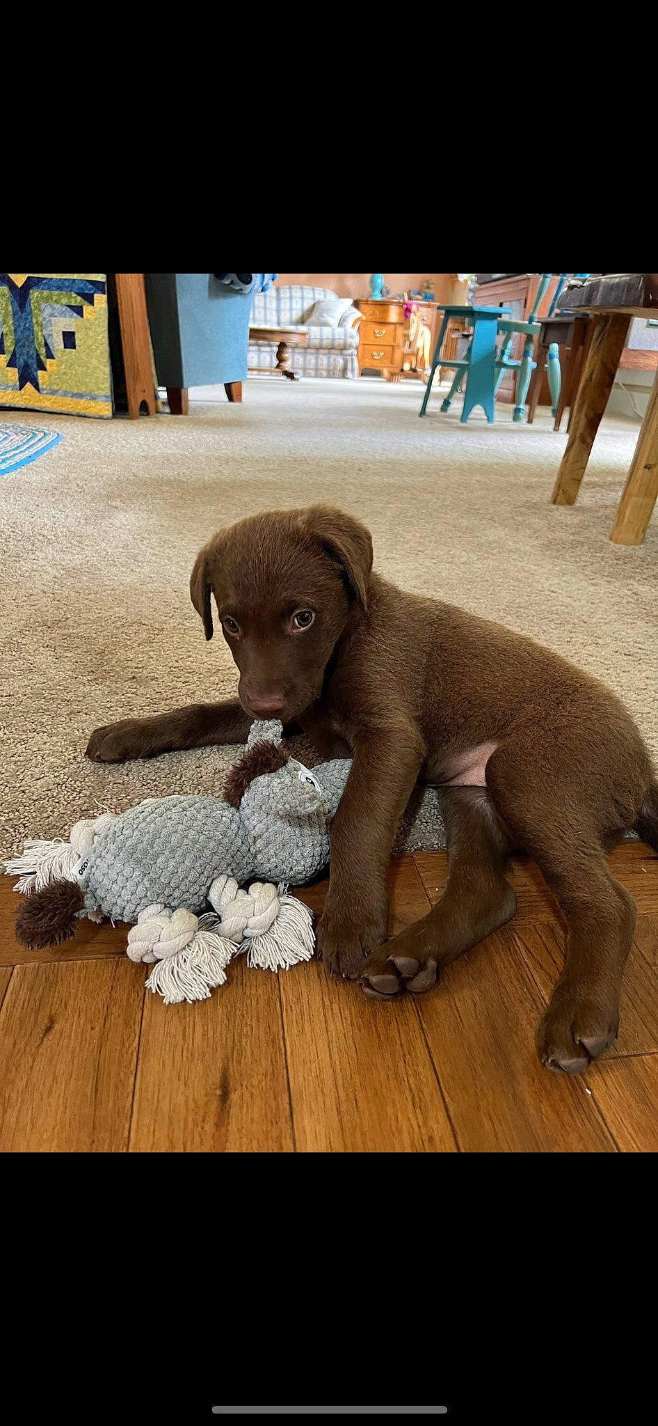 Willow is registered to the contest to win money with this photo: brown, canidae, carnivore, comfort, companion_dog, dog, dog_breed, fawn, floor, flooring, fur, hardwood, liver, rug, sculpture, sporting_group, terrestrial_animal, toy, wood, working_animal